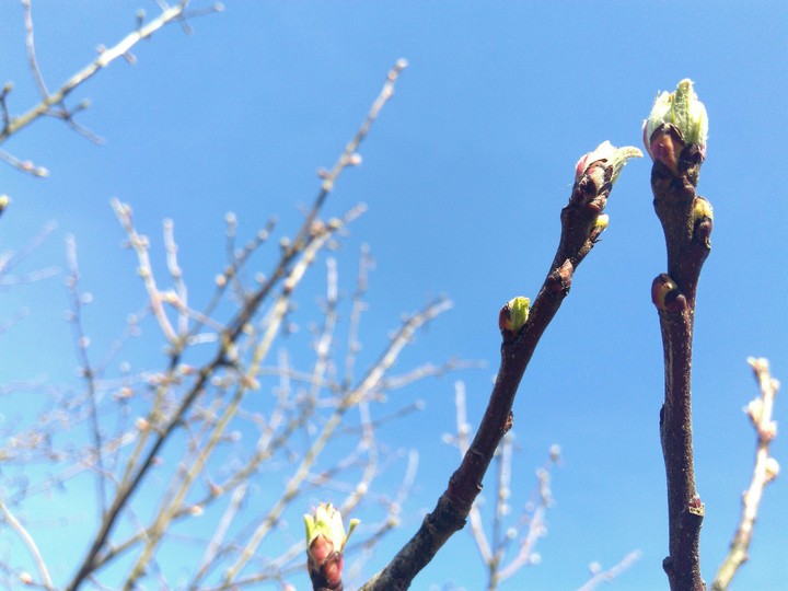 Apple blossom