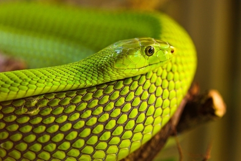 reptile, fauna壁紙