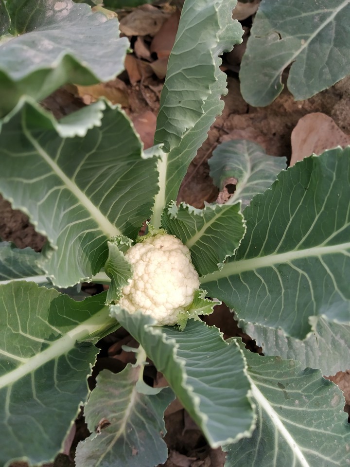 cabbage