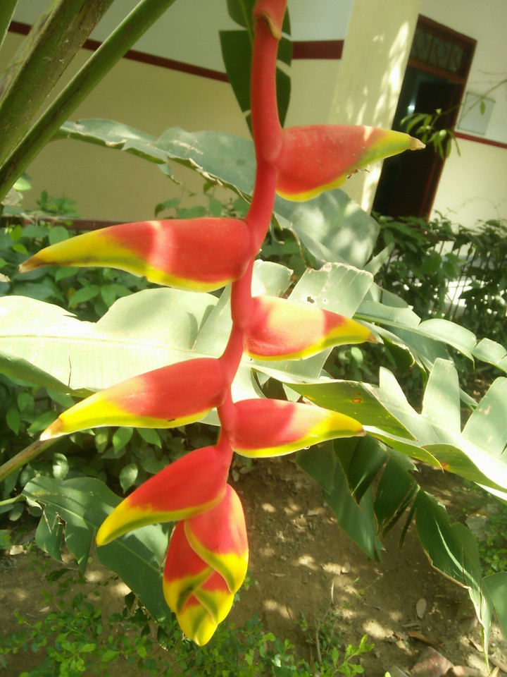 Different flower