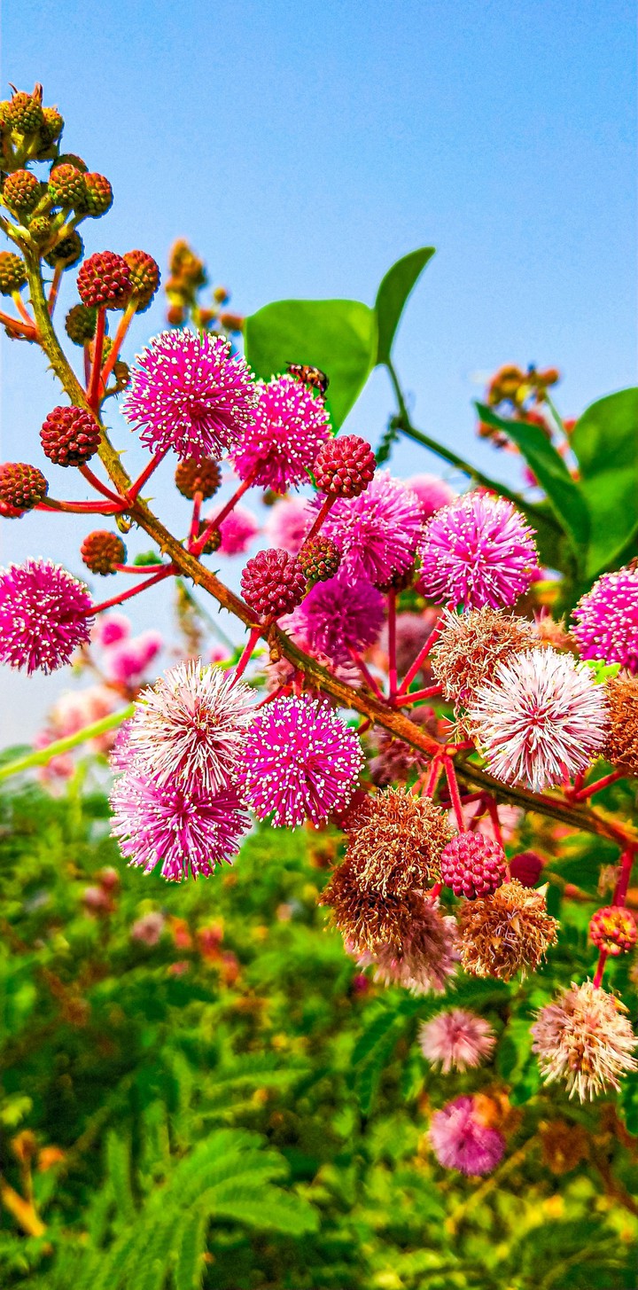 Beautiful flowers
