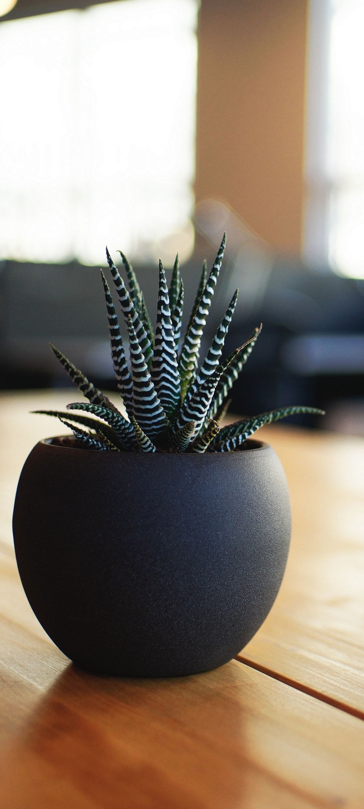 Plant