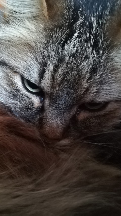 My cat