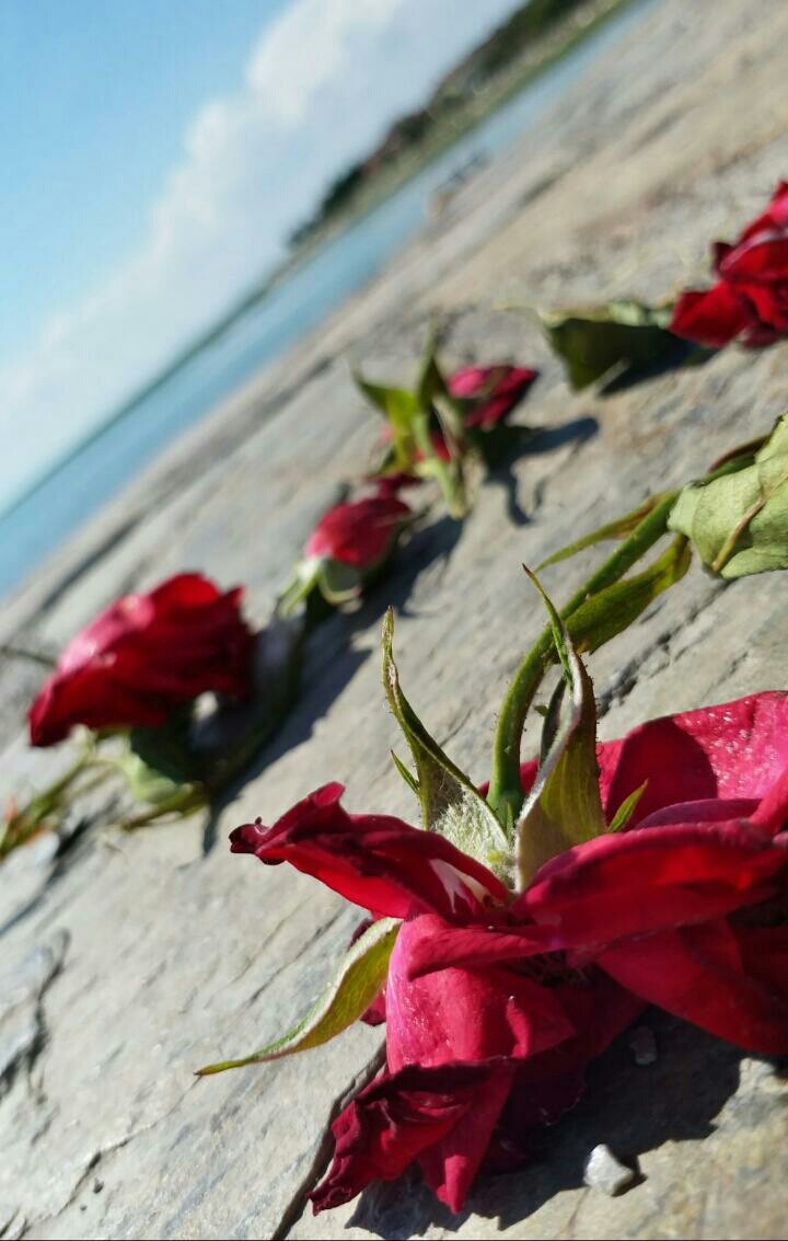 faded roses