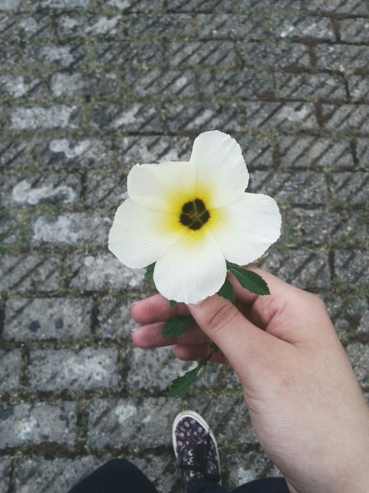 Flower