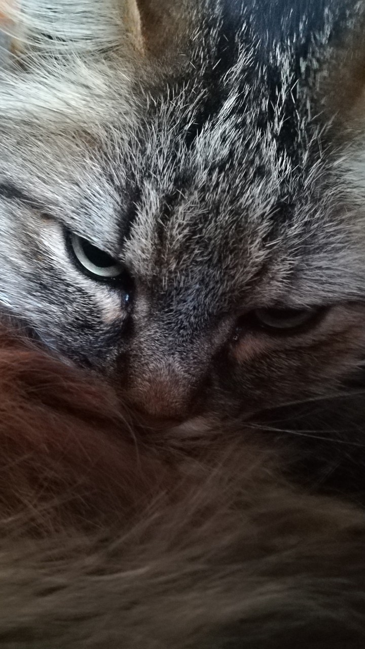 My cat