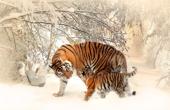 tiger