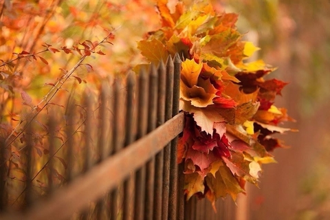 Yellow, Red, Leaf
