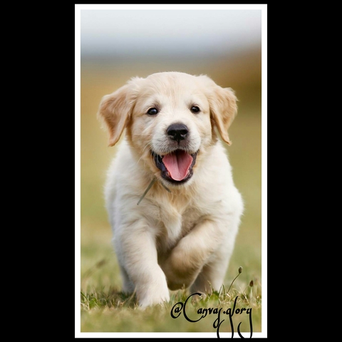 Cute dog