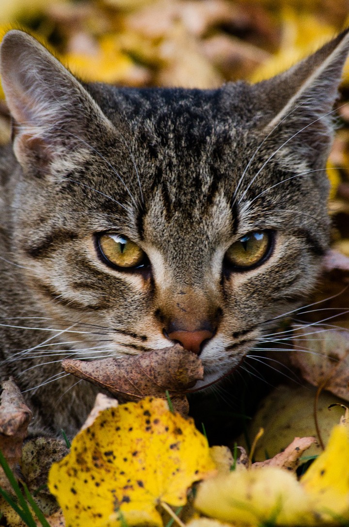 cat