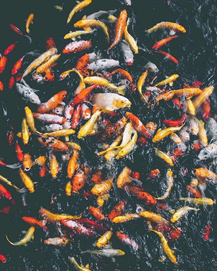 koi Fish