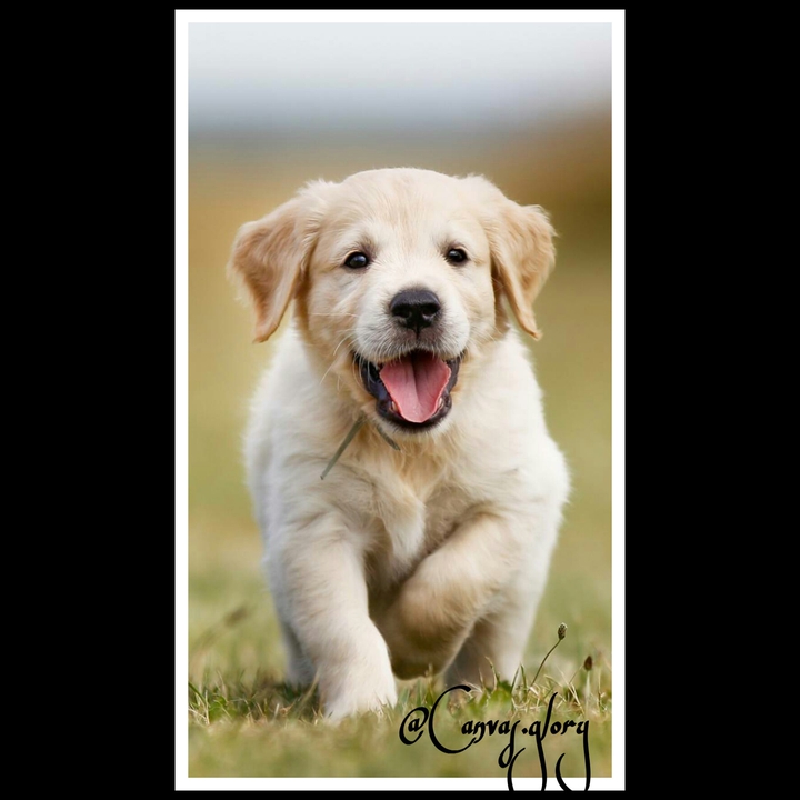 Cute dog