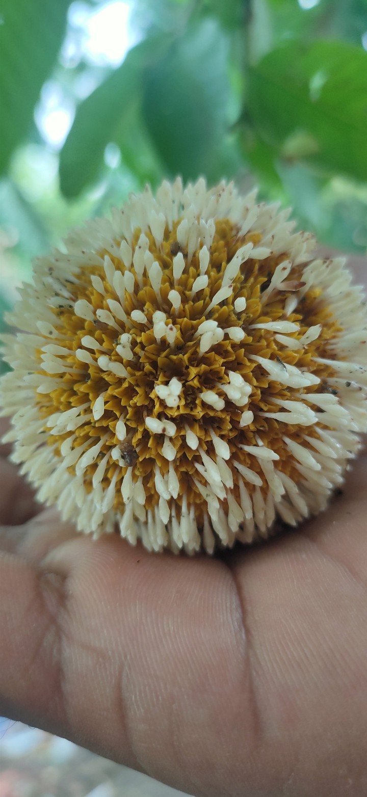 fruit