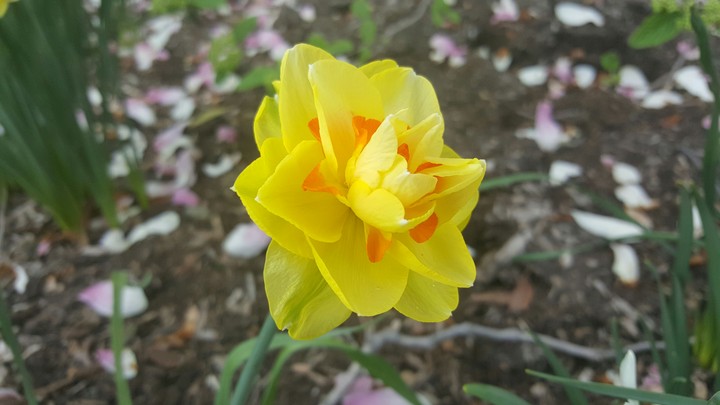 sunshine flower
