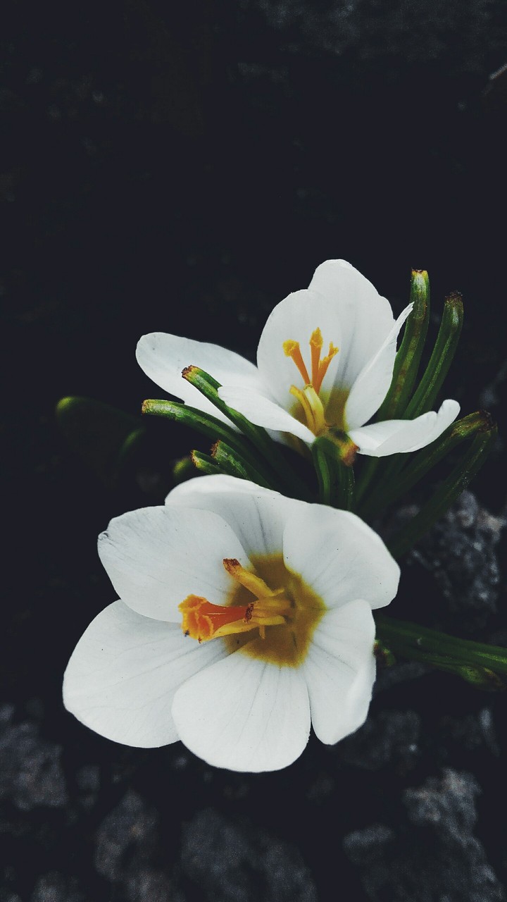 Beauty