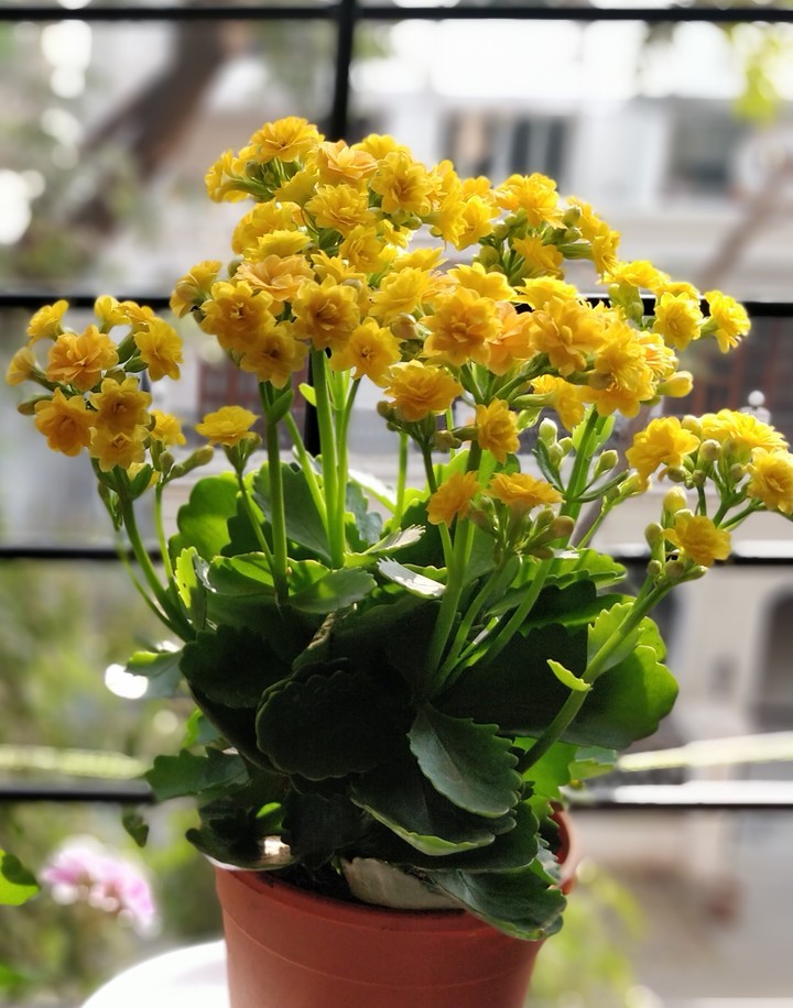 flower