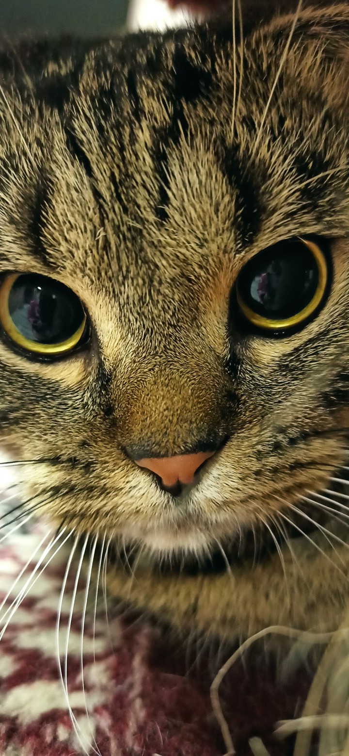 eyes