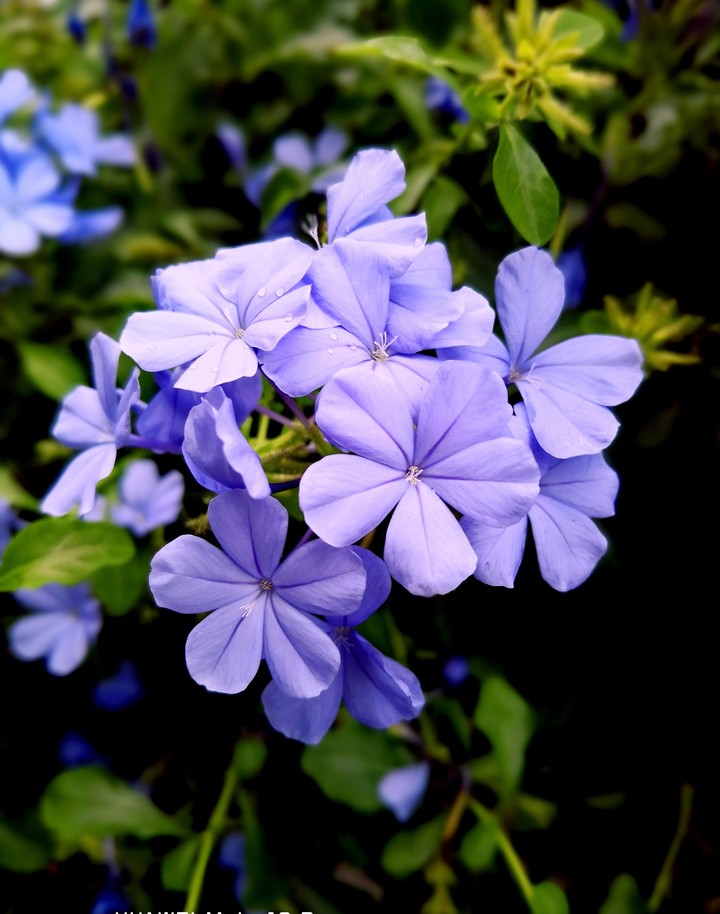 Violet