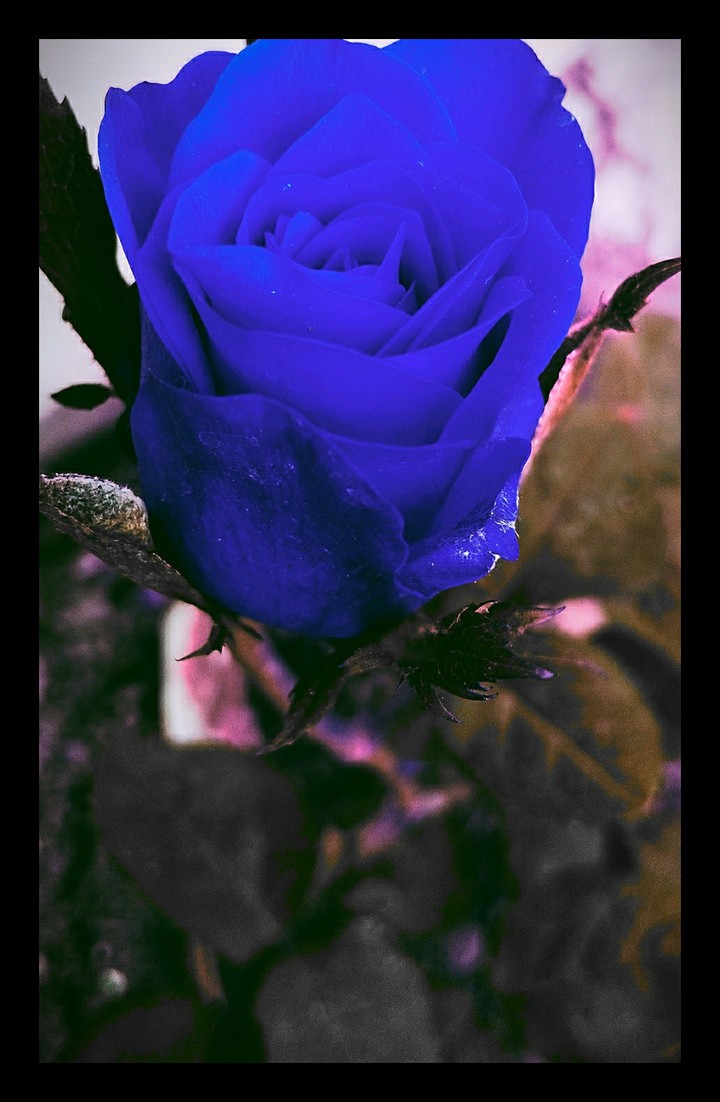 blue flower