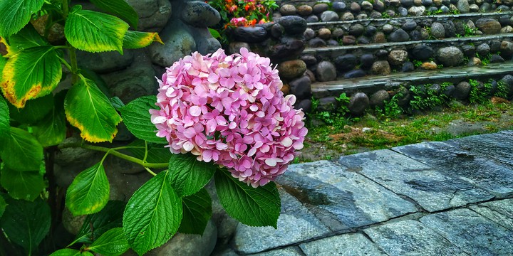 Colourful Flowers