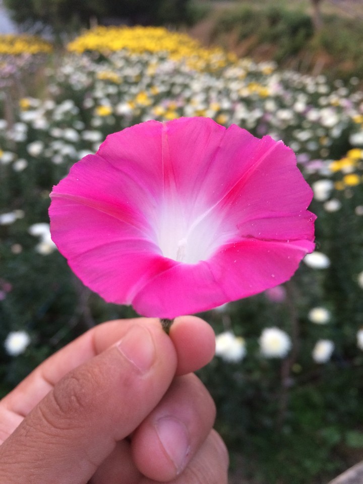 #blossomofmygarden_1