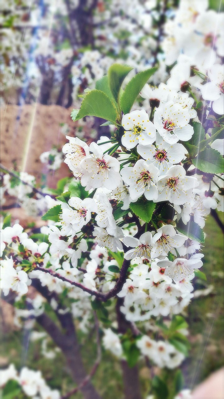 iran spring