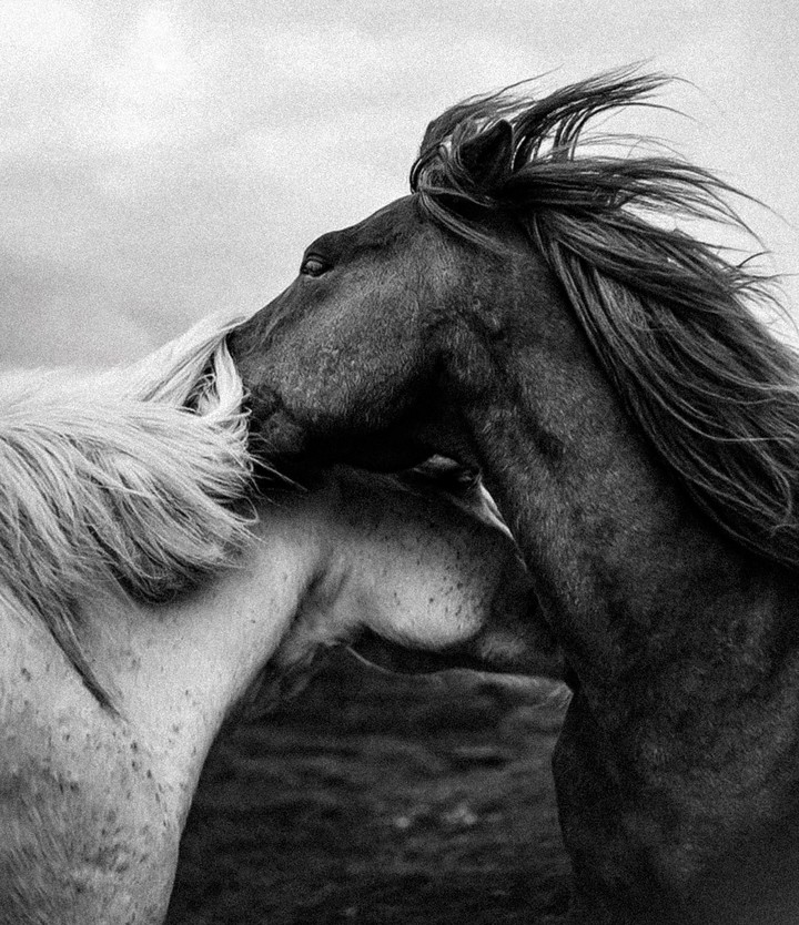 Black-and-white horses.