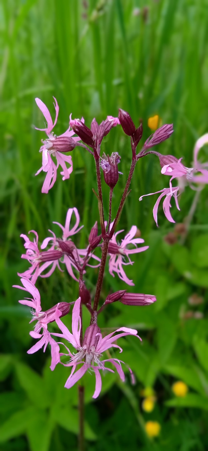 sommerflowers