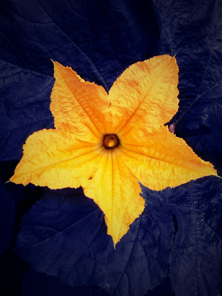 Yellow flower