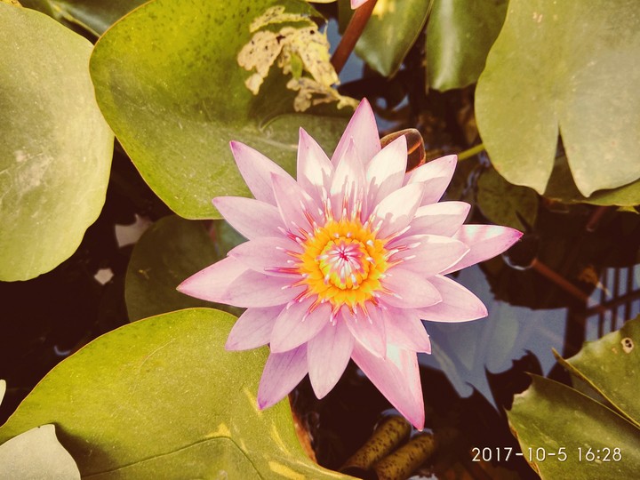 lotus