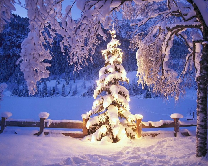sapin