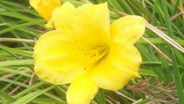 Little Sunshine