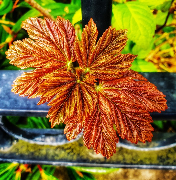 leaf