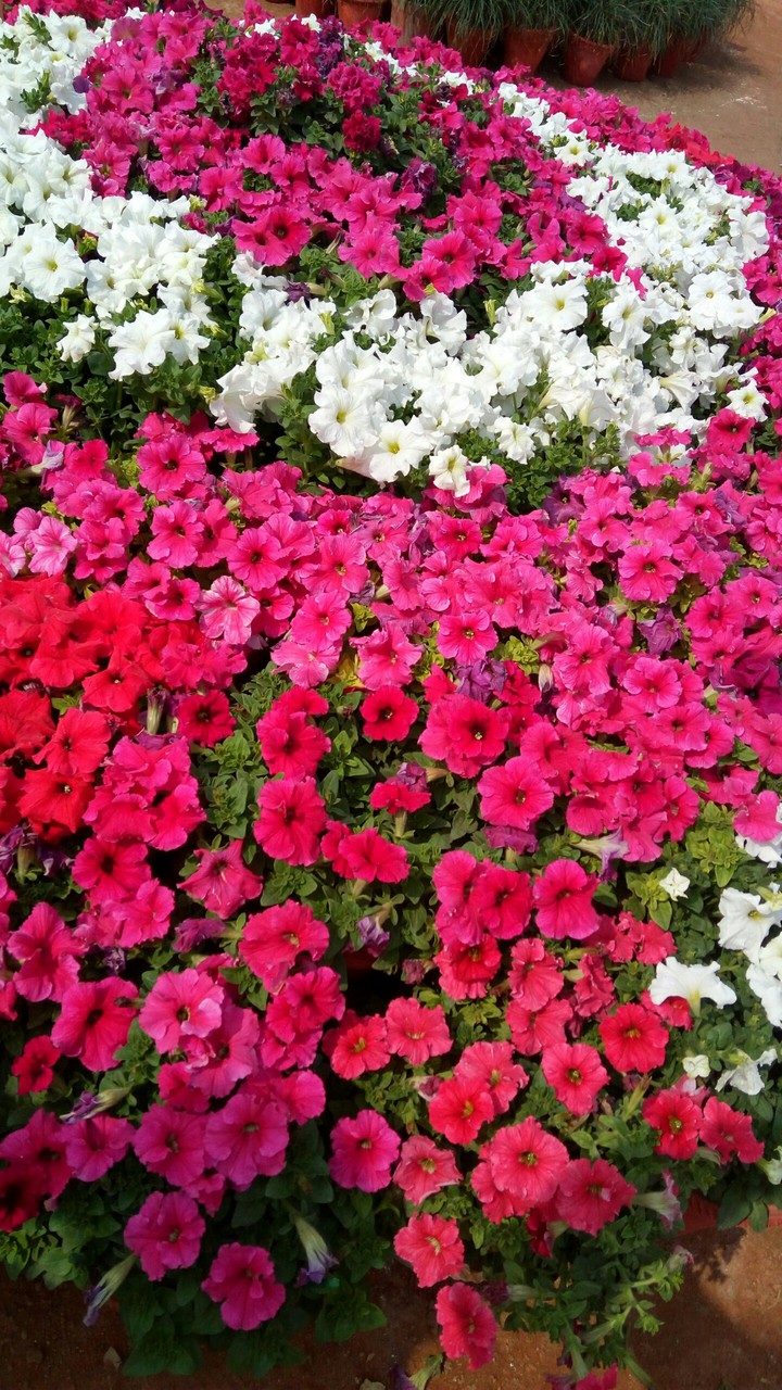 pjnk flower