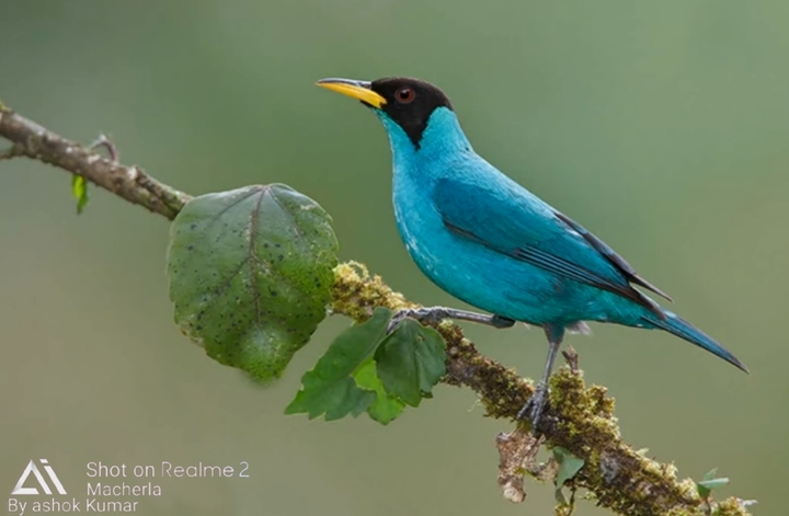 bird photography