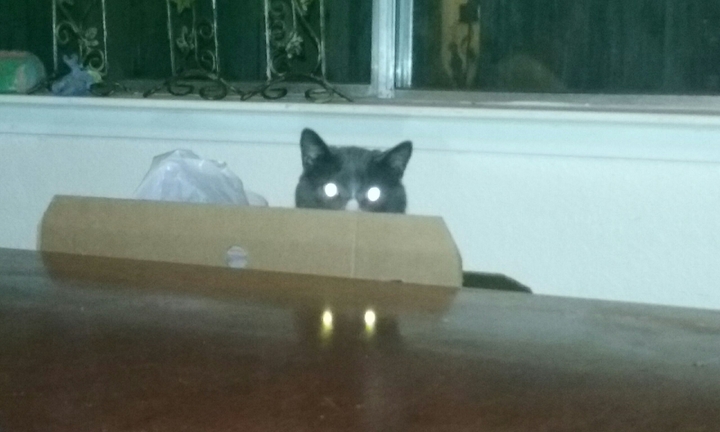 scary cat