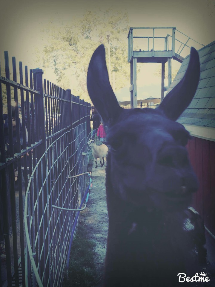 Llama Love