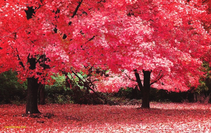 spring best wallpaper