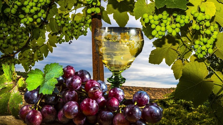 grapes