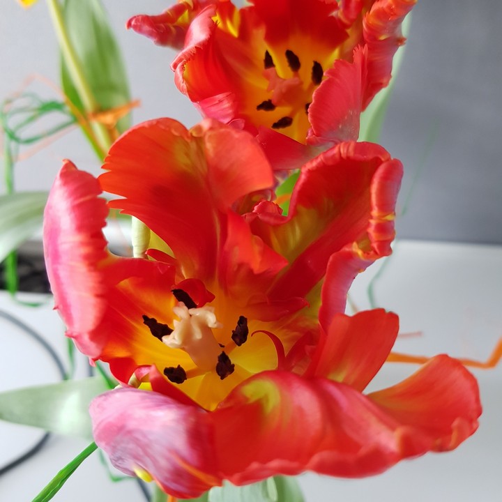 #flowers #tulip #tulipan
