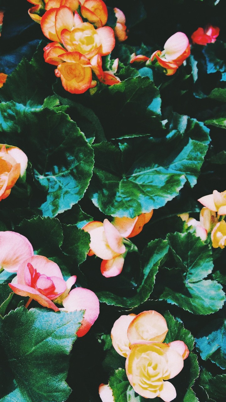 flowers 1