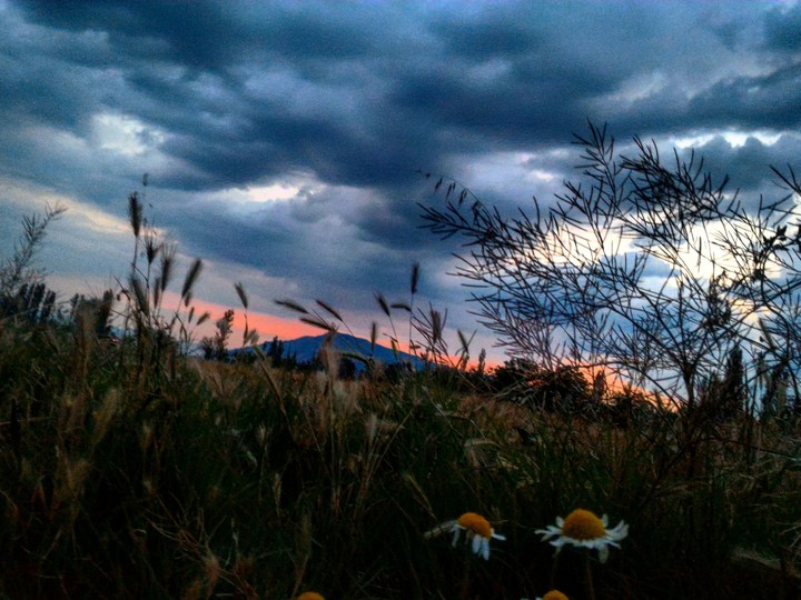 Sunset with daisy