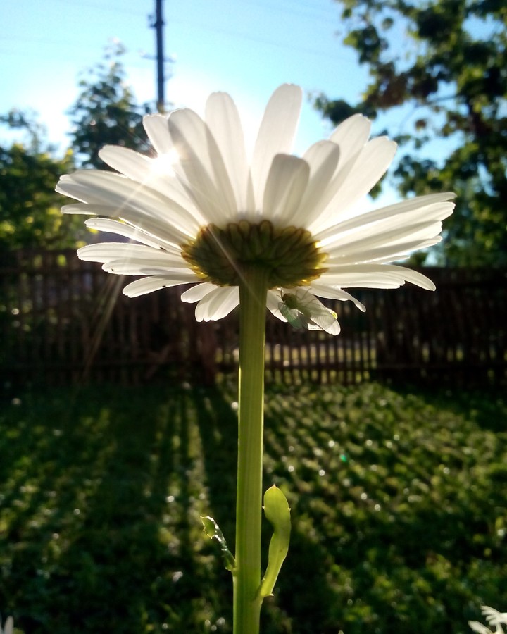 Ромашка
