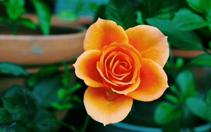 flower