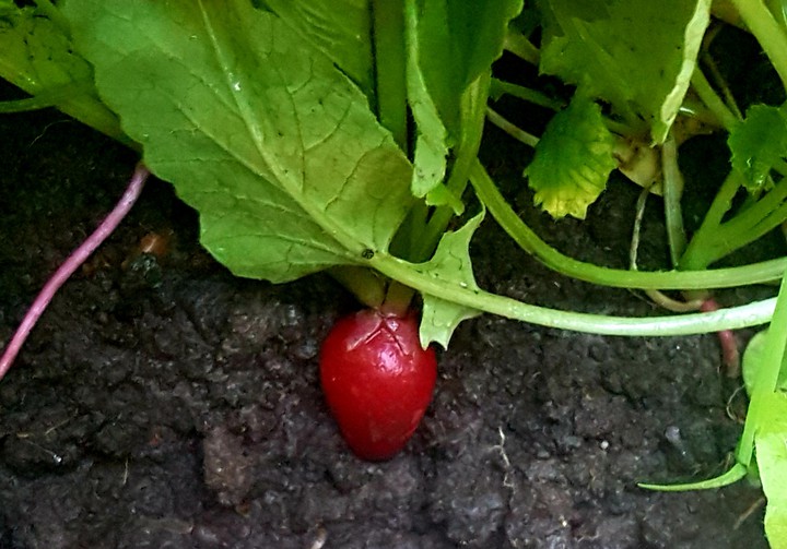 My Garden