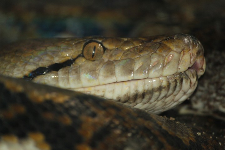 snake