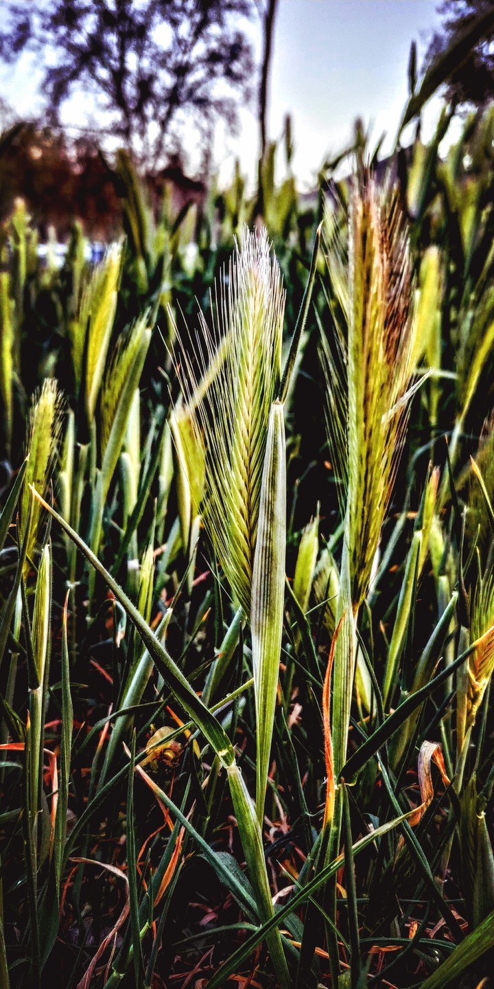 Field