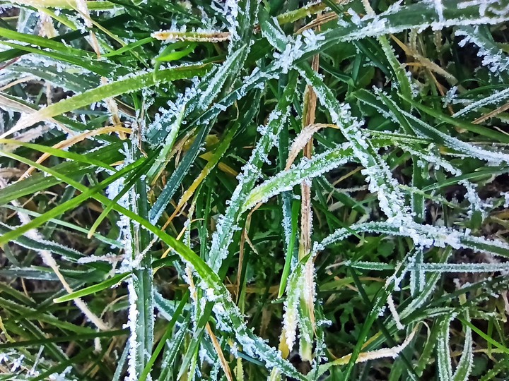 Grass