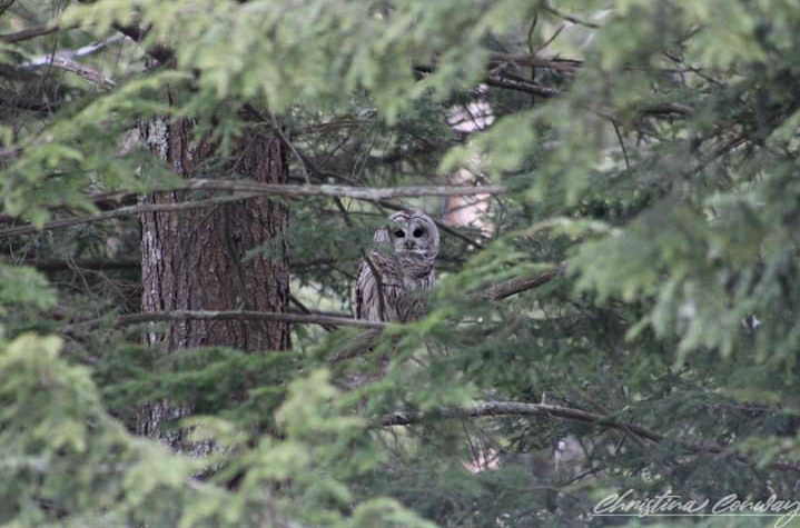 Barred owl