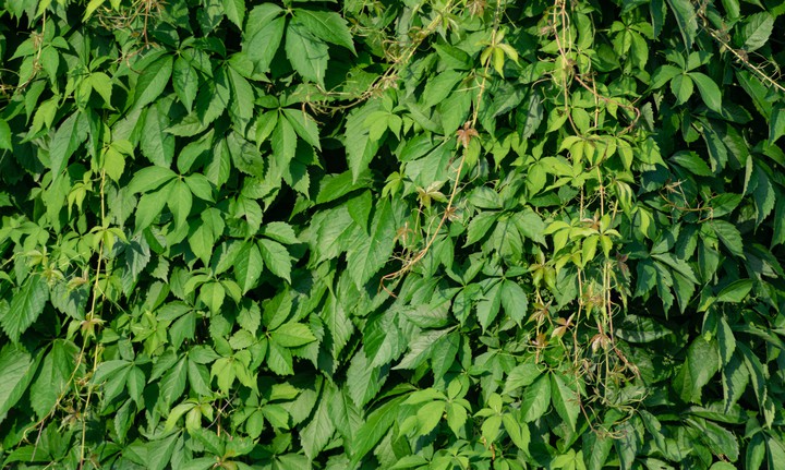 Vines